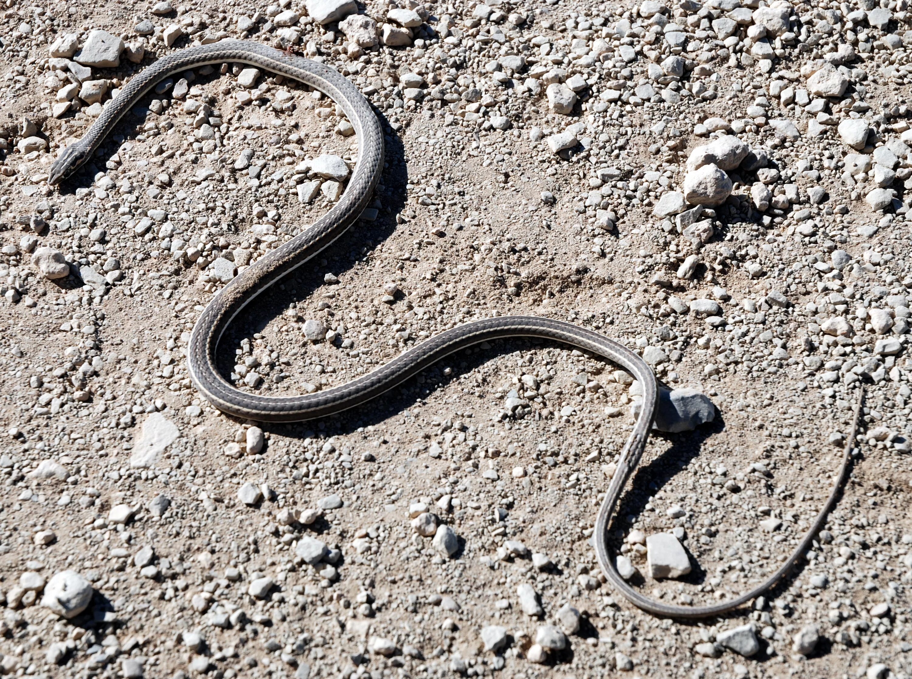 Змея стрела. Psammophis lineolatus. Змея стрела Кавказская. Зериг Песочная змея. Змея стрелка.