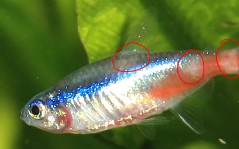 плистофороз у данио. данио рерио. вуалевый неон рыбка. вуалевый неон рыбка. почему неоны.