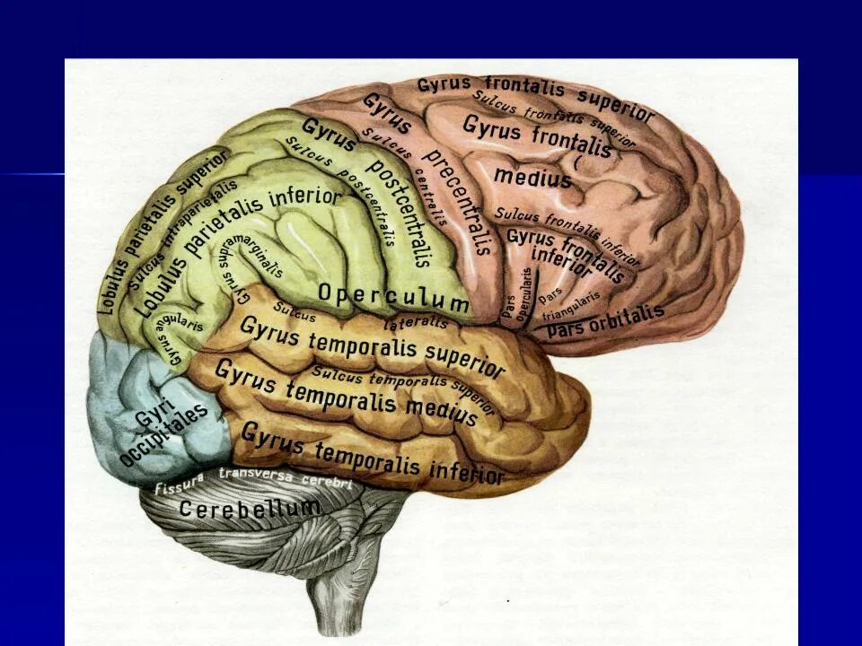 Борозды и извилины коры больших полушарий. Верхнелатеральная поверхность головного мозга латынь. Складки и извилины головного мозга. Дорсолатеральная поверхность мозга. Извилины брюс