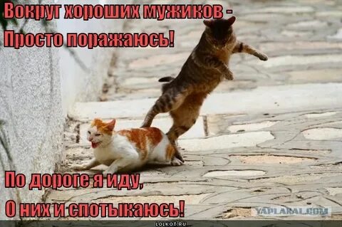 Песни мужики на дороге не валяются