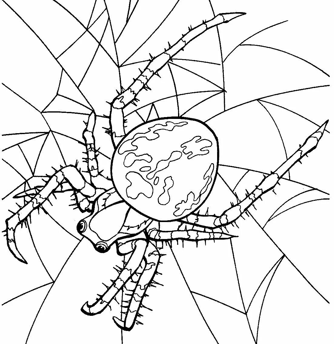 Разукрашивать пауки. Паук раскраска. Паук раскраска для детей. Раскраска насекомые паук. Паучок раскраска для детей.