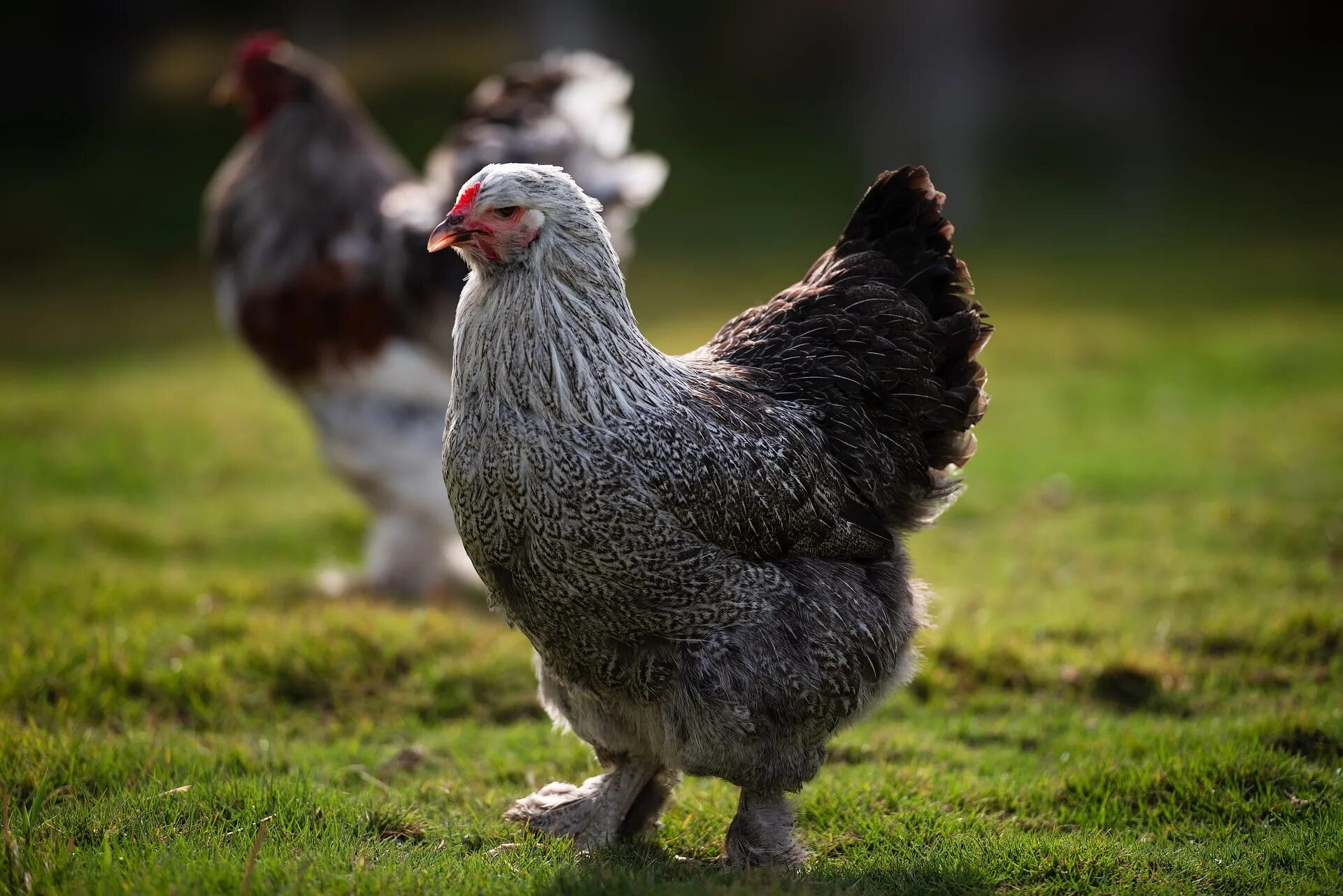 Амераукана куры. Амераукана Доминант Брама. Розовые куры Амераукана. Курица Brahma. Розовая порода кур