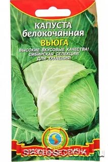 Сорт капусты белорусская характеристика отзывы и фото