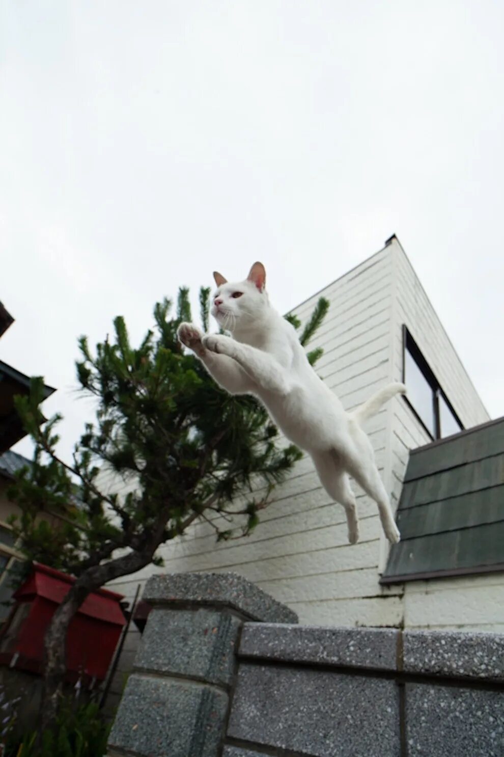 Кот в раю