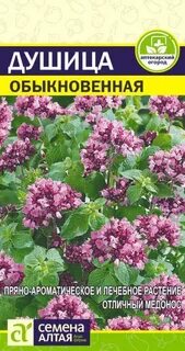 Душица обыкновенная 7