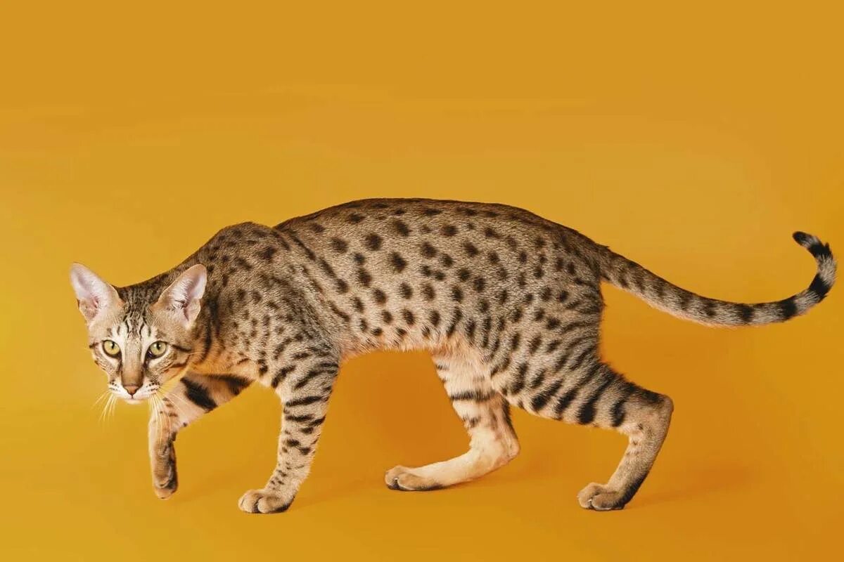 Кот ашера. Саванна ашера. саванна кошка. кошка ашера. ашера саванна ф1.