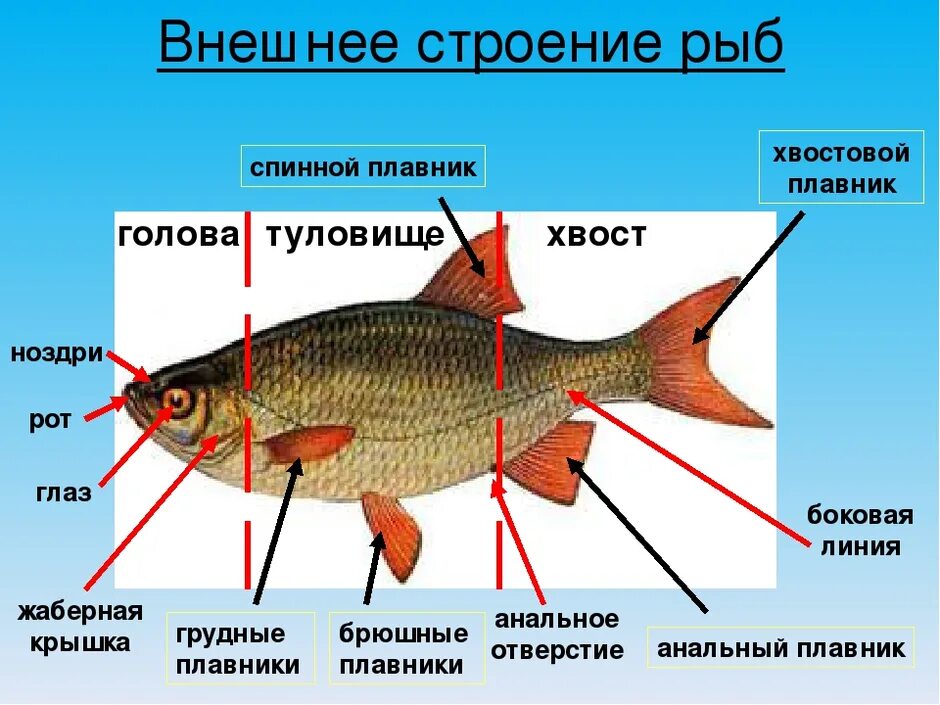 Внешнее строение рыбы 7 класс кратко. Строение рыбы жаберные крышки. опишите внешнее строение рыбы. внешнее строение речного окуня биология 7 класс. внешнее строение рыб характеристика.