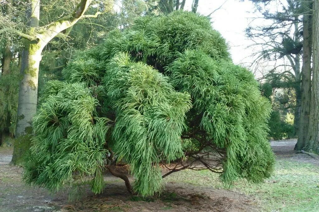 Криптомерия японская Глобоса Нана: купить в Москве саженцы Cryptomeria japonica 