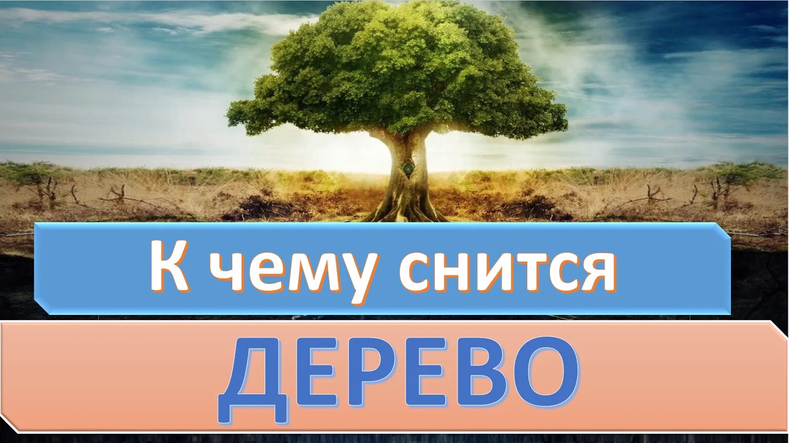 Деревья во сне к чему снится женщине. К чему снится дерево. Увидеть во сне дерево. Во сне приснилось дерево. Сонник дерево.