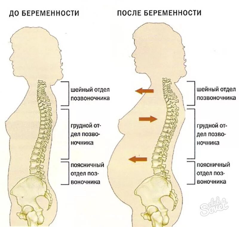 Боль в пояснице после родов. Поясничный отдел позвоночника. Шейный отдел позвоночника. Грудной отдел позвоночника. Спина позвоночник.