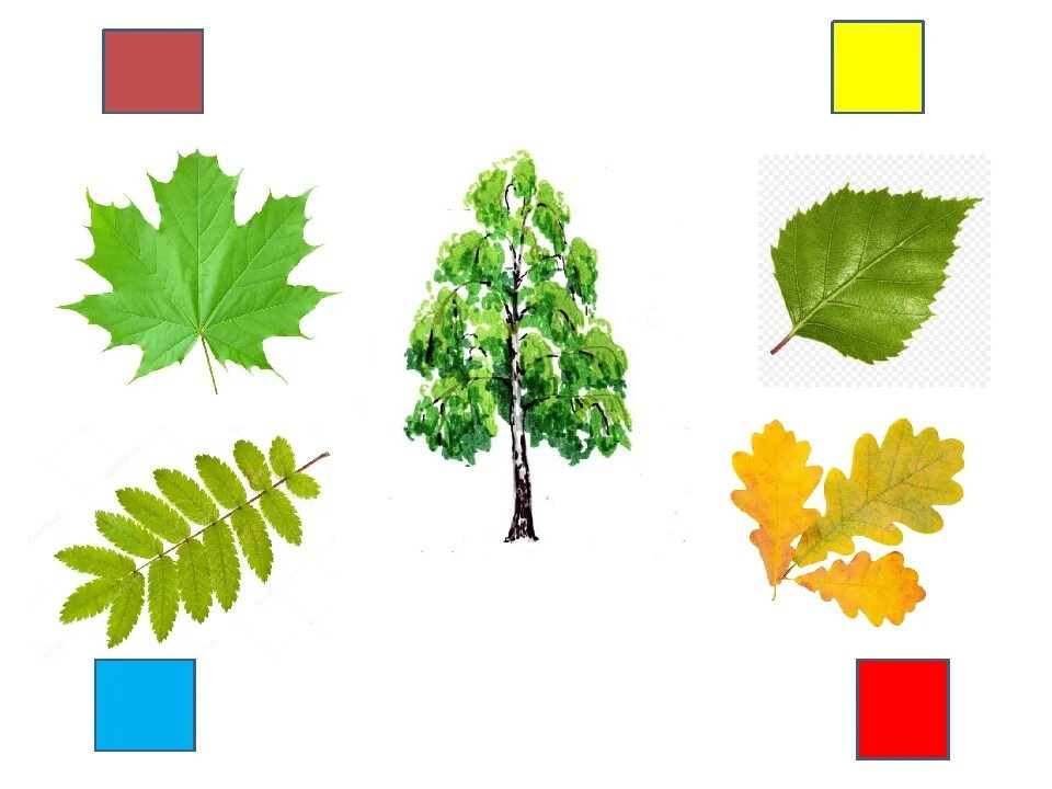 Листья деревьев для дошкольников. Дидактическая игра для детей "с какого дерева лист?". Соотнести дерево и лист. Листья деревьев для дошкольников карточки.