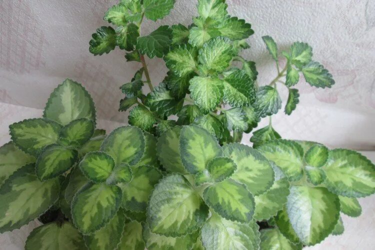 30 Drought Tolerant Plants ideas in 2021 drought tolerant plants, plants, drough