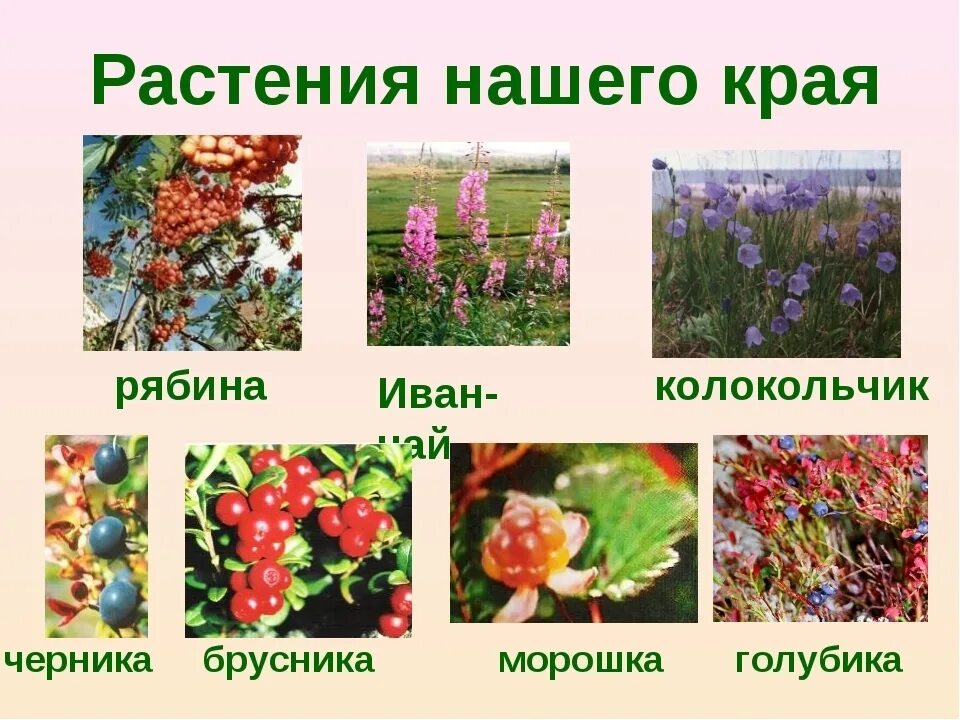 Растения живущие в россии. Растения нашего края. Растительность нашего края. Растения родного края. Растения растущие в нашем крае.