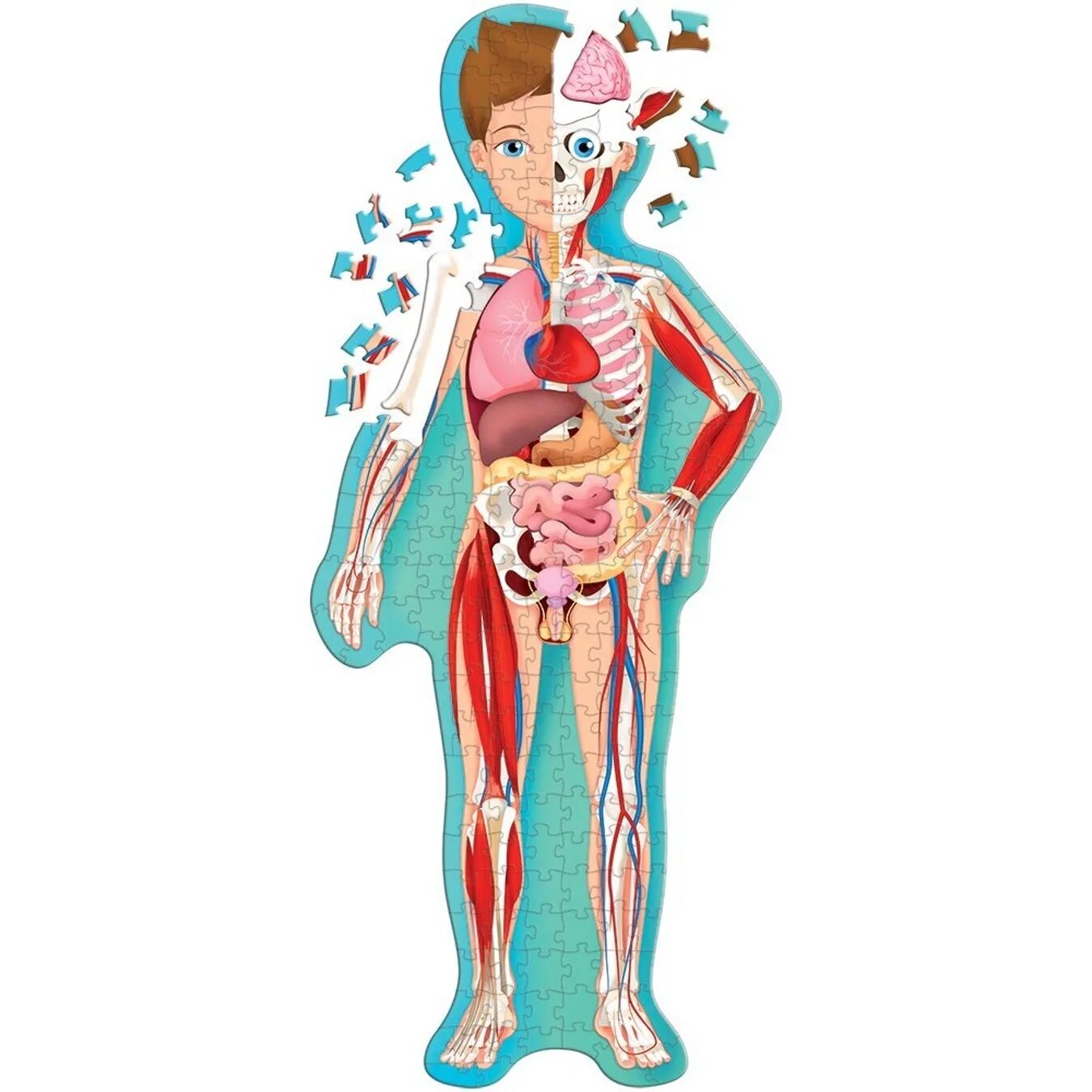 Анатомия человека. Внутренние органы для детей. Тело человека. Строение тела человека.