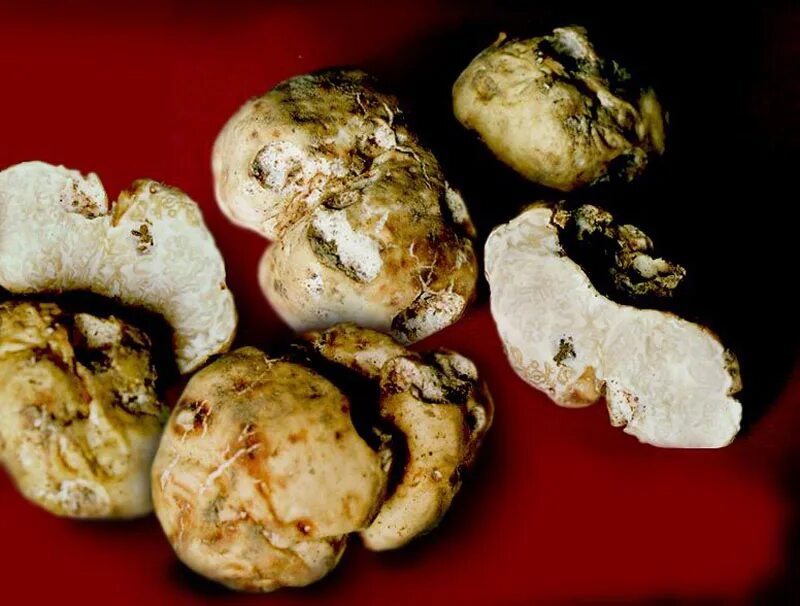 Трюфели и белые грибы. Итальянские трюфели tuber magnatum. Мицелий трюфель белый. Олений трюфель (elaphomyces granulatus). Трюфели и белые грибы.