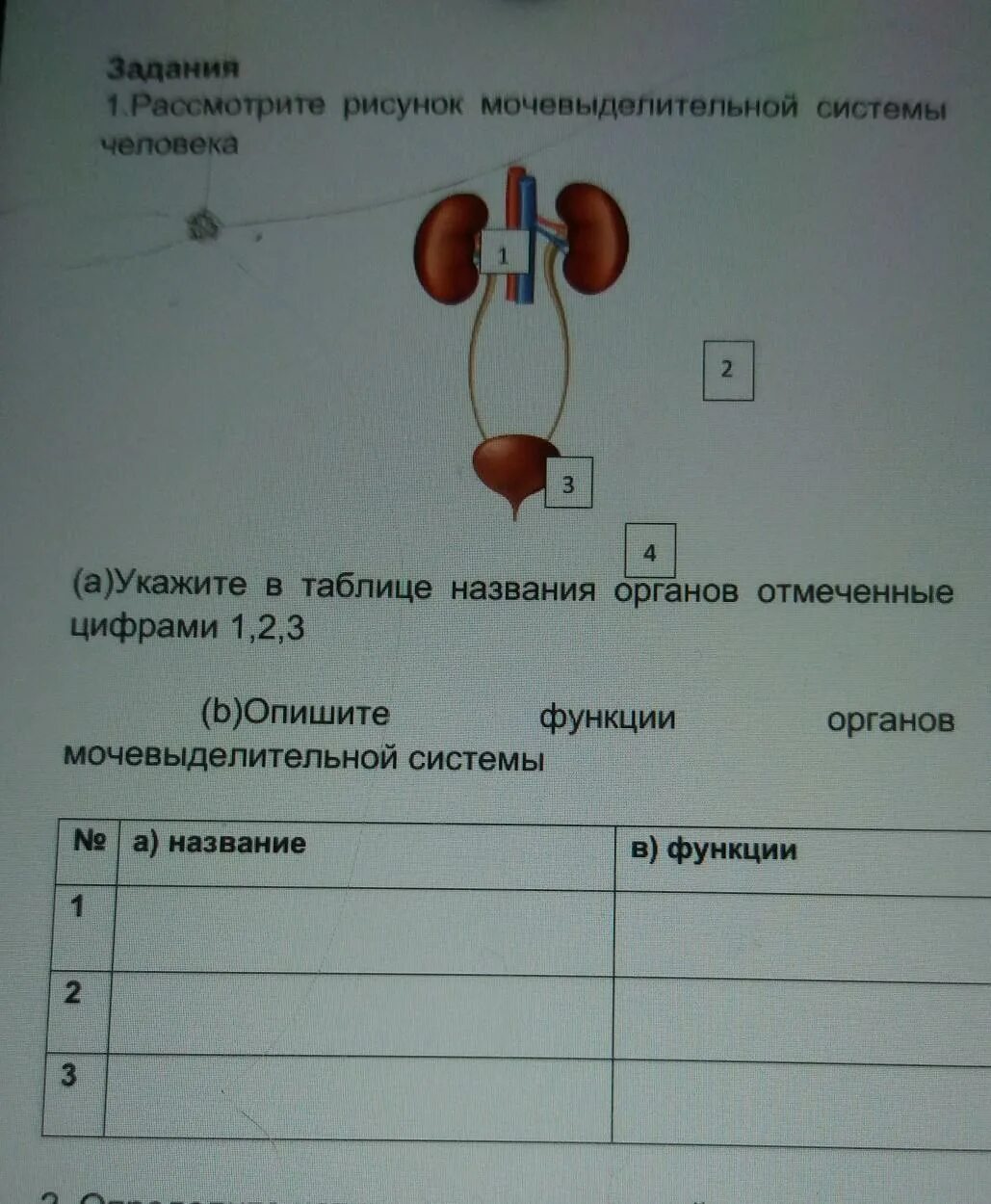 Тест мочевыделительная система 8 класс с ответами