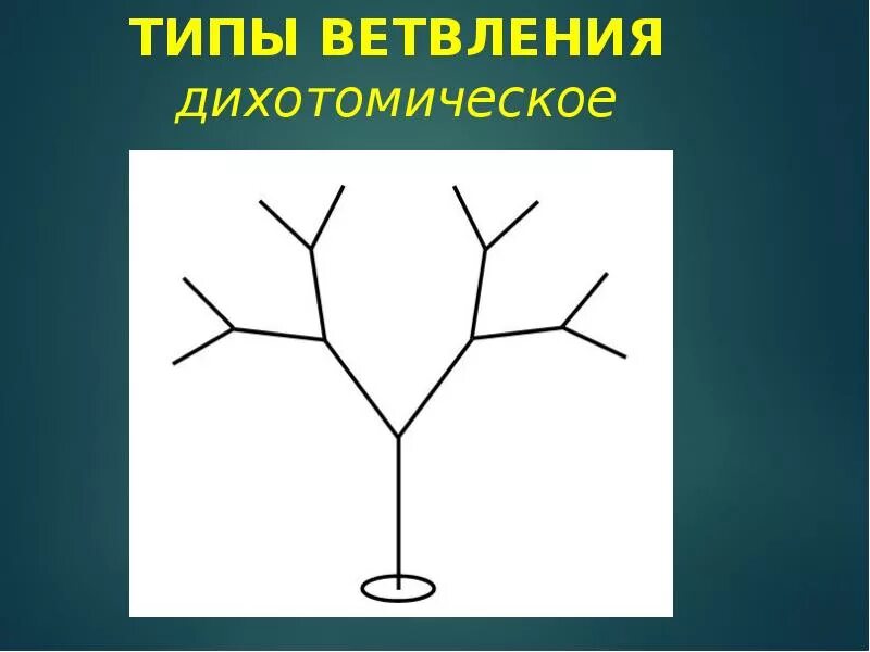 Типы нарастания. Ветвление побегов плауна. Симподиальное ветвление побега. Типы ветвления побегов дихотомическое. Ложнодихотомическое ветвление побегов.