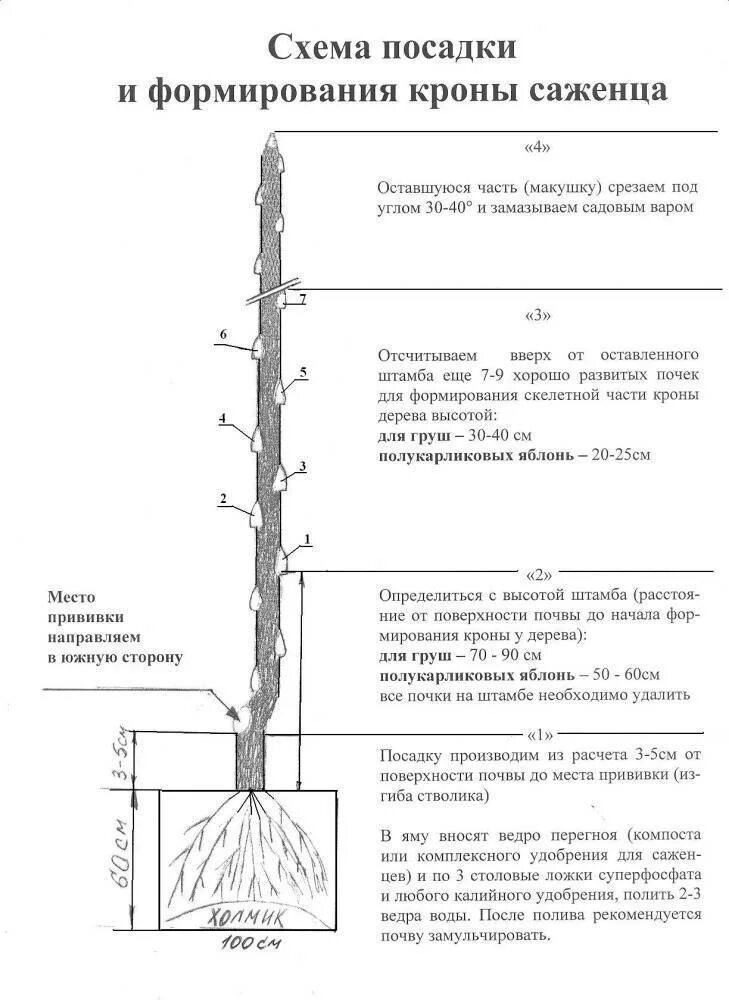 Время посадки плодовых деревьев. Правильная посадка саженцев яблони. схема посадки саженцев яблони. схема посадки саженца яблони весной. колоновидная яблоня саженец.