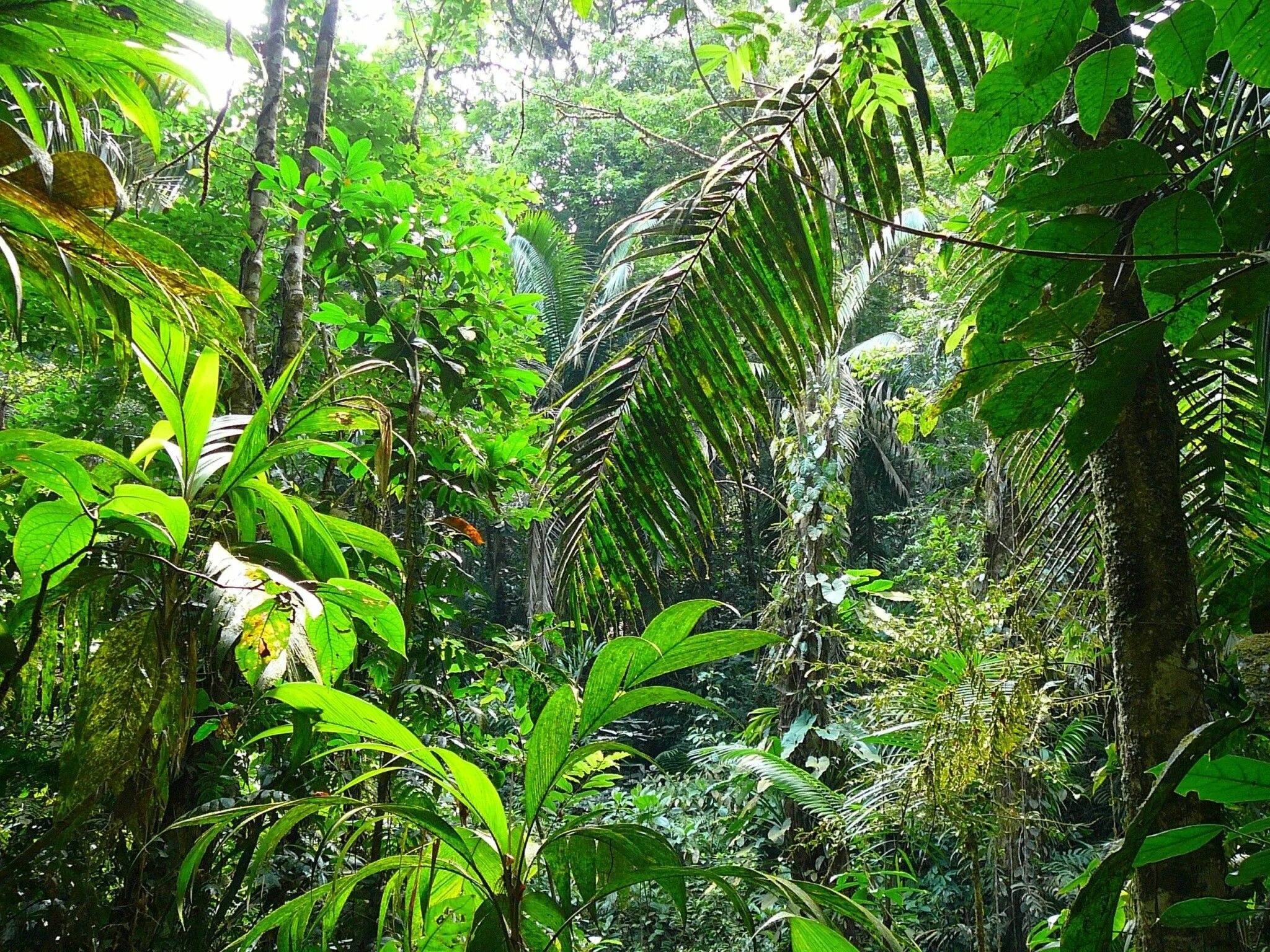 Джунглями называют. Коста Рика джунгли. Коста-Рика тропики. National Geographic Коста Рика. Джунгли горы Коста Рика.