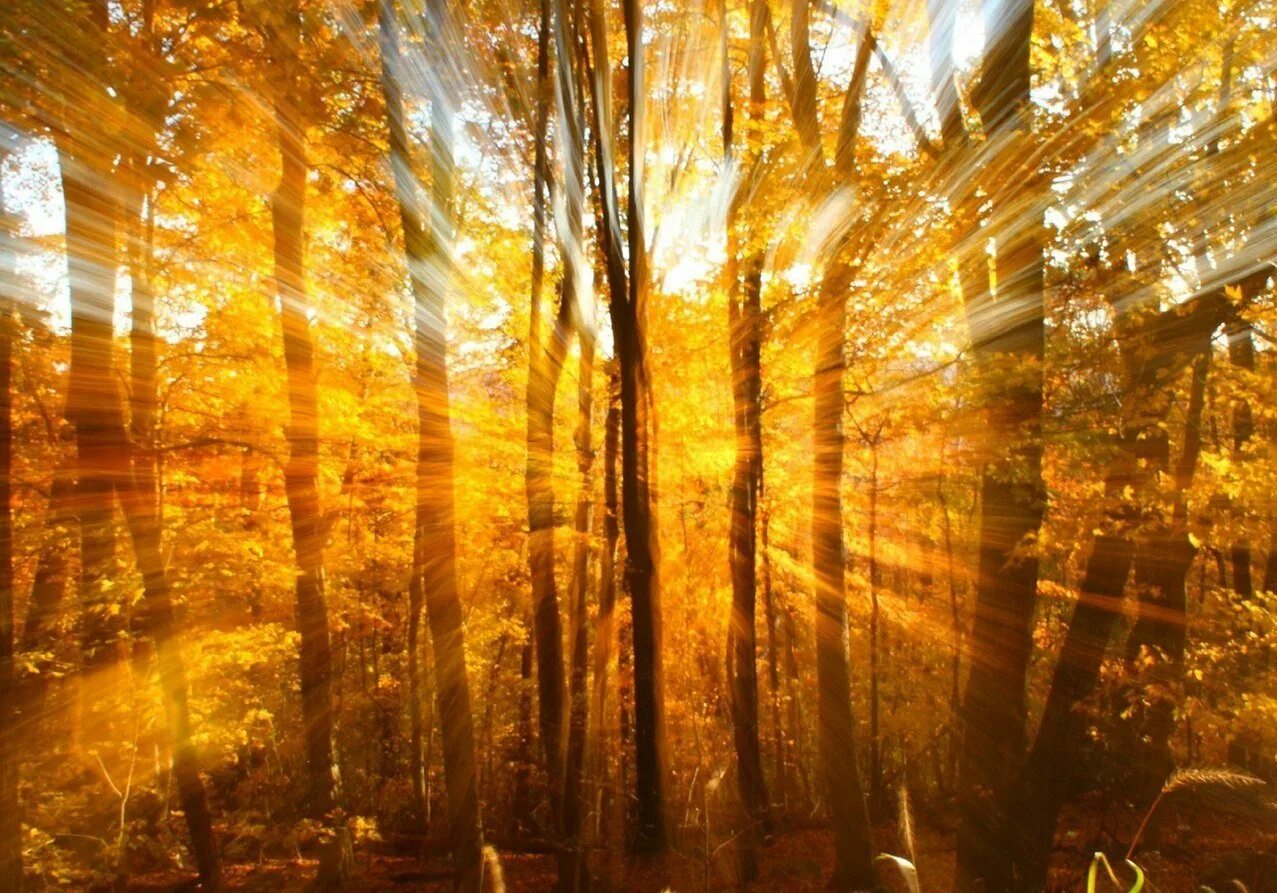 Разрушающие лучи. Солнце сквозь листву. Осень солнце. Лучи солнца. Солнце осенью.