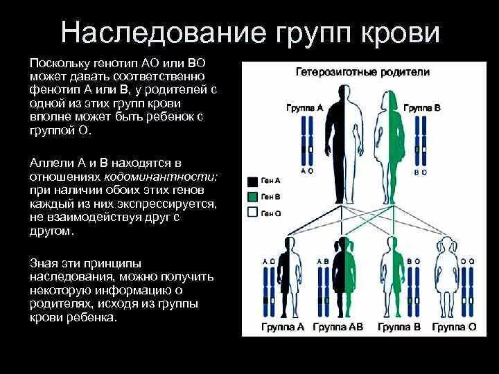 Наследование групп крови. Генетика крови человека. Схема наследования крови. Группы крови наследование групп крови. Группы крови человека наследуются