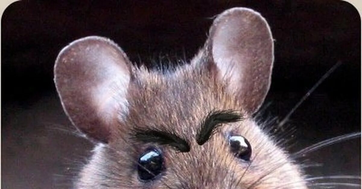 Навожу мышку