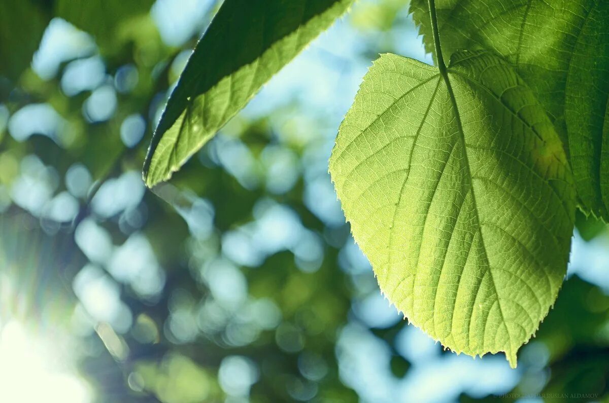 Весенние листья. Листья весной. Черемуха обыкновенная почки. Весенний лист. Весенний лист.