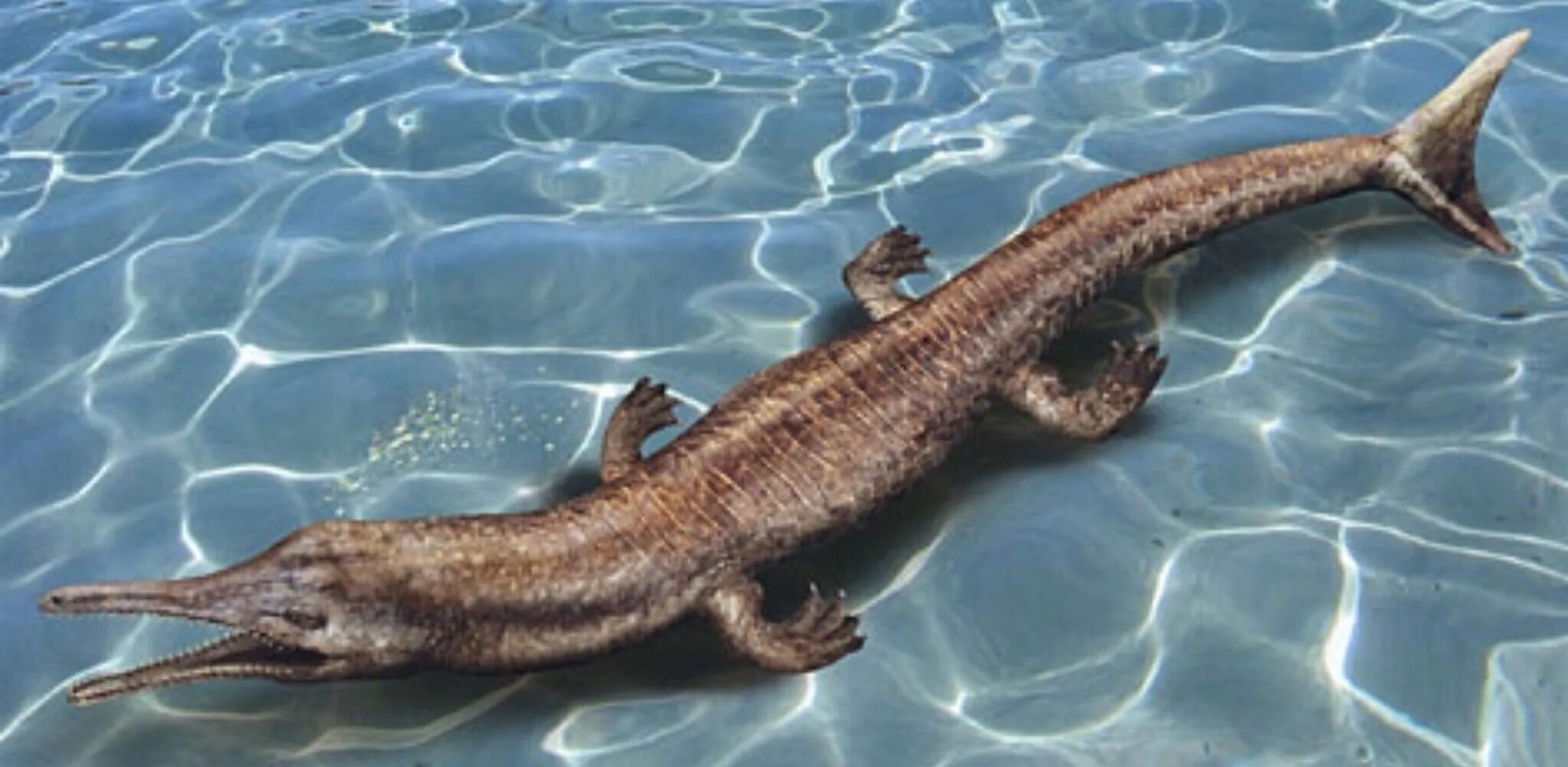 Вымершее морское пресмыкающееся с рыбообразным телом. Метриоринх морской крокодил. Метриоринх динозавр. Морской крокодил Юрского. Метриоринхус древний крокодил.