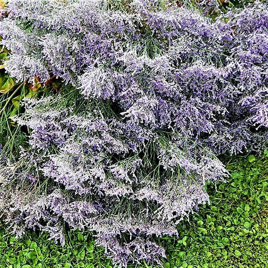 Кермек (Limonium). Кермек лимониум татарский. Кермек статица. Статица кермек Татарская. Купить кермек татарский