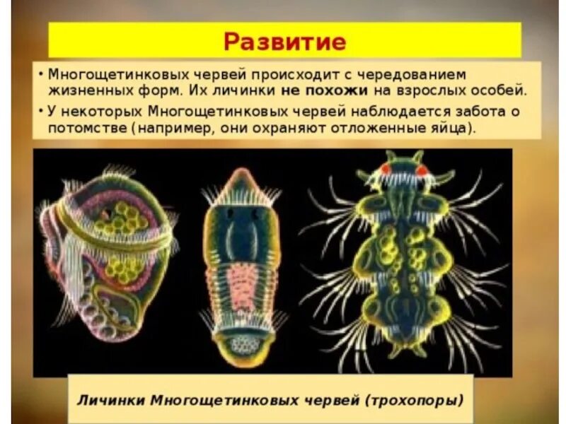 Кольчатые черви половая. Многощетинковые черви личиночная стадия. Размножение и развитие многощетинковых червей. Развитие многощетинковых червей полихеты. Личинка полихеты черви.