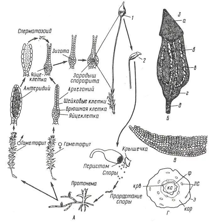 Исходная клетка спорофита. Строение гаметофита Кукушкина льна. Строение гаметофита кукушкиного льна. Строение и цикл развития кукушкиного льна. Строение коробочки мха Кукушкин лен.