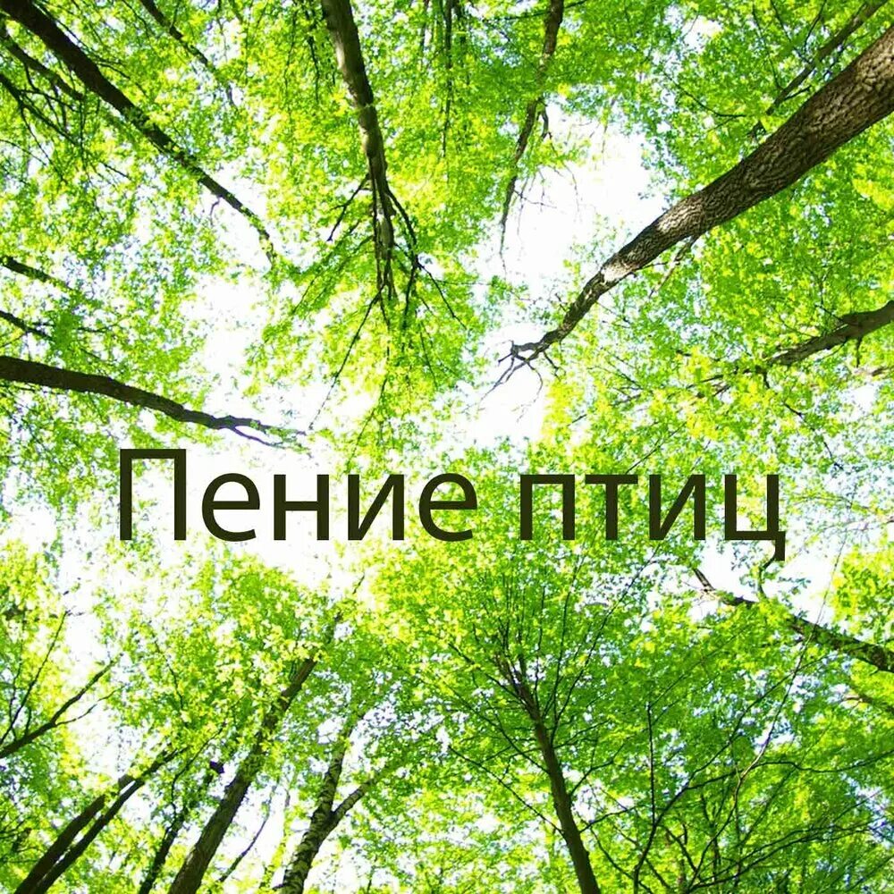 Спокойное пение птиц. Голос природы. Звуки природы. Звуки природы для малышей. Звуки природы слушать.