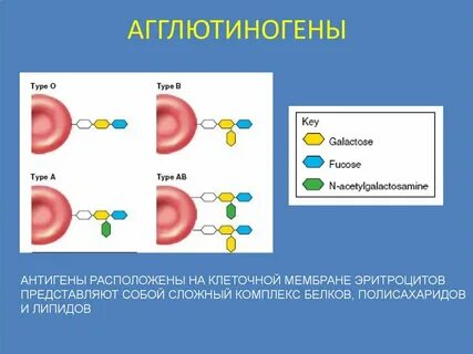 Агглютиногены