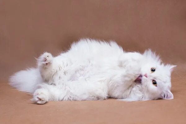 Котовторник ужасов (36 фот) - ЯПлакалъ