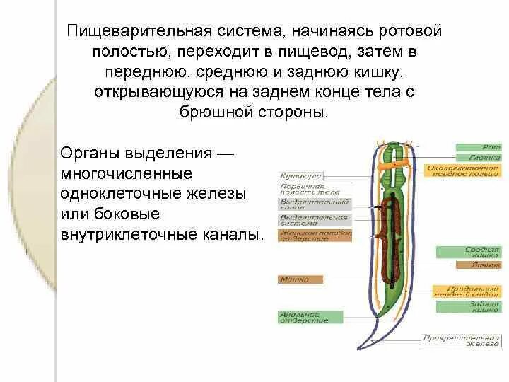 Какая система у круглых червей. Строение нервной системы нематод. Пищеварительная пищеварительная система нематод. Круглые черви нематоды пищеварительная система. Выделительная система круглых червей нематоды.