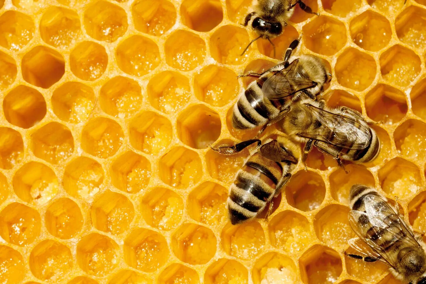 Big honey. Соты пчелиные. Соты меда. Пчелы и мед. Пчелиные соты с медом.