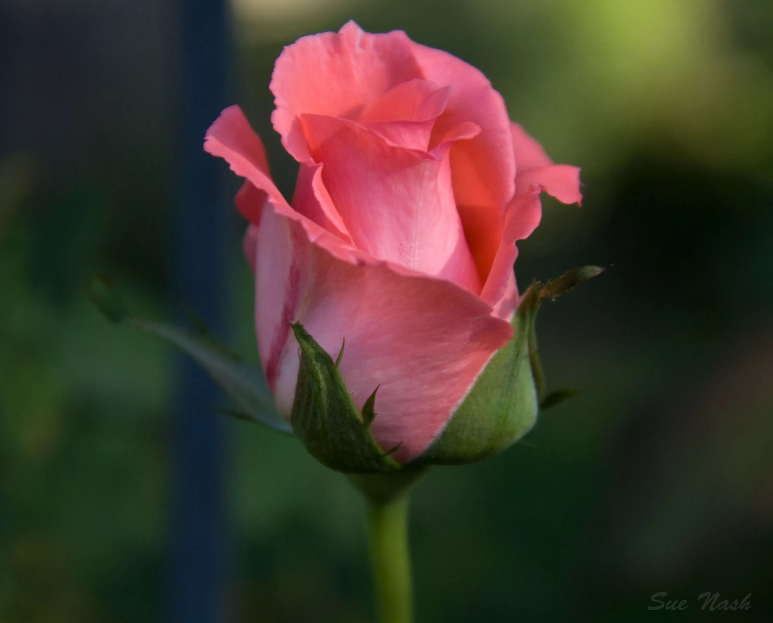 Розовый бутон. Красивые бутоны роз. Бутон розовой розы