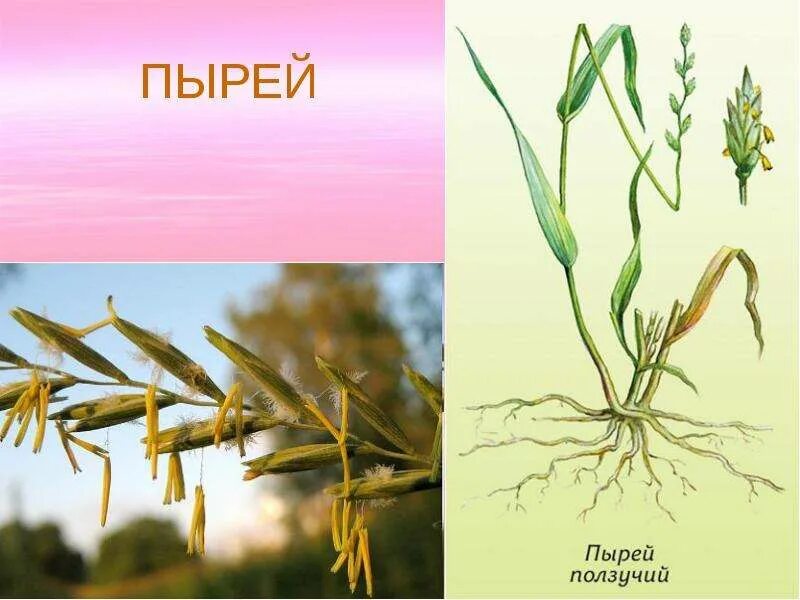 Пырей ползучий прогресс или регресс. Пырей соцветие. колосок пырея ползучего. пырей ползучий адаптация. пырей степной.