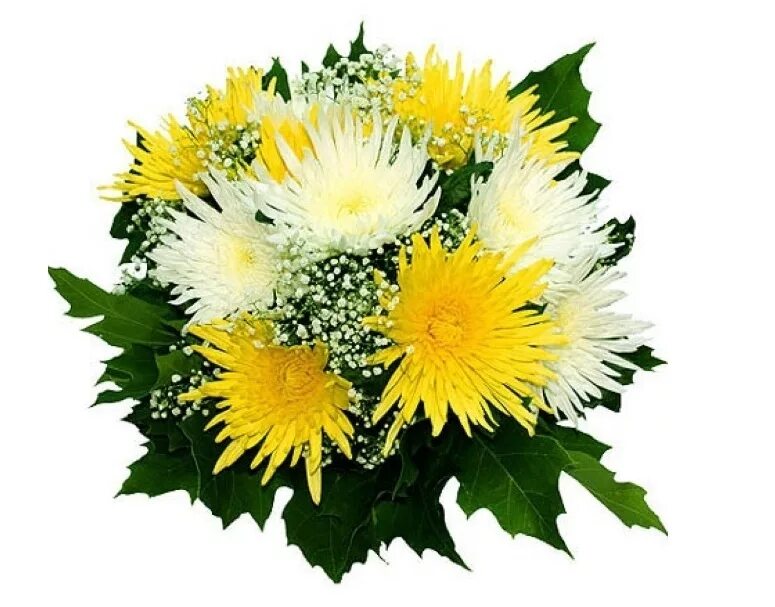 Монобукет - хризантема. 20 хризантем. Хризантемы белые кустовые букет. Букет " хризантемы вайт пинк". Хризантема кустовая бакарди букет.