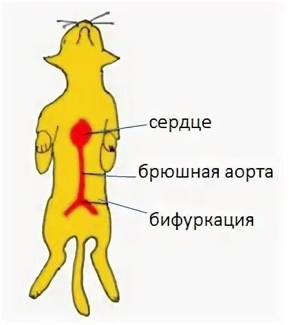 Тромбоэмболия брюшной аорты у кошек. Тромб у кота