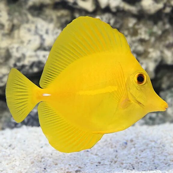 Chaetodon semilarvatus. Морская аквариумистика. Атлас морских аквариумных рыб.