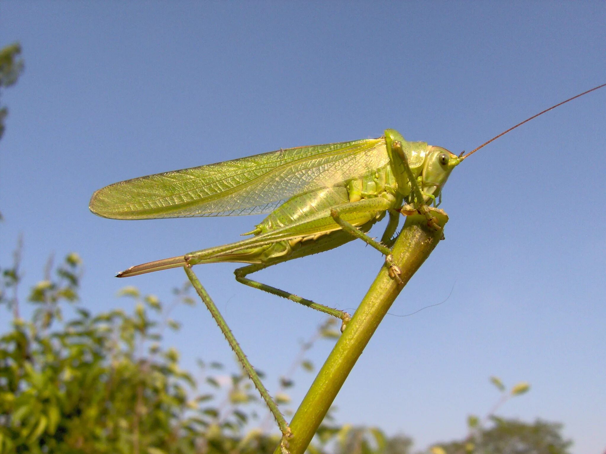 Кузнечик зеленый палочник. Кузнечик тетигония зеленый. Tettigonia viridissima. Саранча стрекочет. Про коника