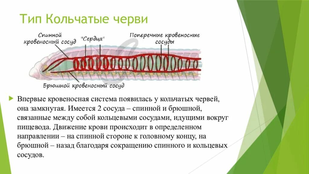 Тип кровеносной системы у большинства червей. Тип кровеносной системы у кольчатых червей. эволюция кровеносная система у червей. эволюция кровеносной системы тип кольчатые черви. эволюция кровеносной системы у кольчатых червей.