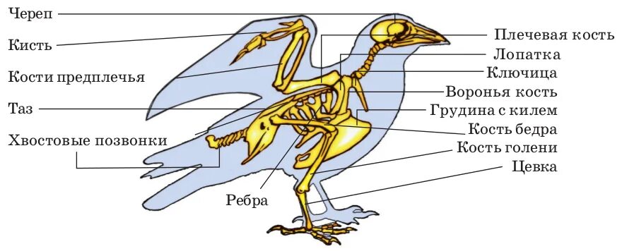 Скелетное строение птицы. Строение костного скелета птицы. Внутреннее строение птиц скелет. Костное строение птиц. Цевка хордовые