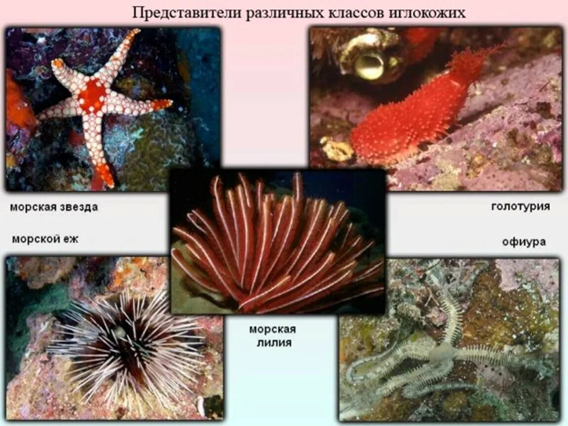 К какой группе относятся голотурии. Тип иглокожие морская Лилия. Тип иглокожие класс морские звезды. Иглокожие моллюски морские лилии. Представители иглокожих морские лилии.