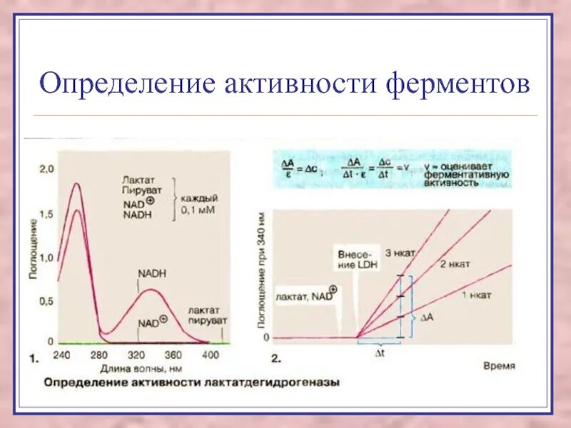 Ферменты измерение активности