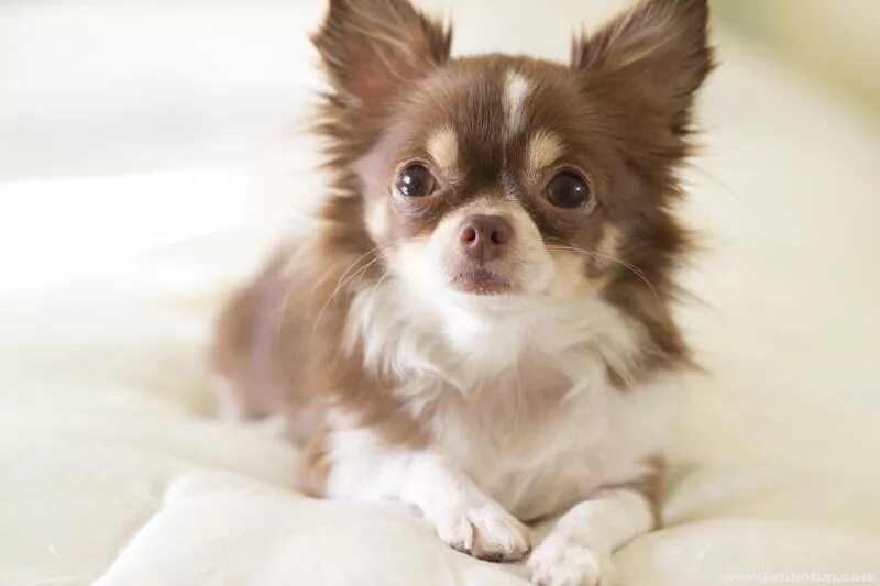 щенок чихуахуа длинношерстный 2 месяца. чау хуа длинношерстная. мексиканский чихуахуа длинношерстный. фото щенка чихуахуа длинношерстного. фото щенка чихуахуа длинношерстного.