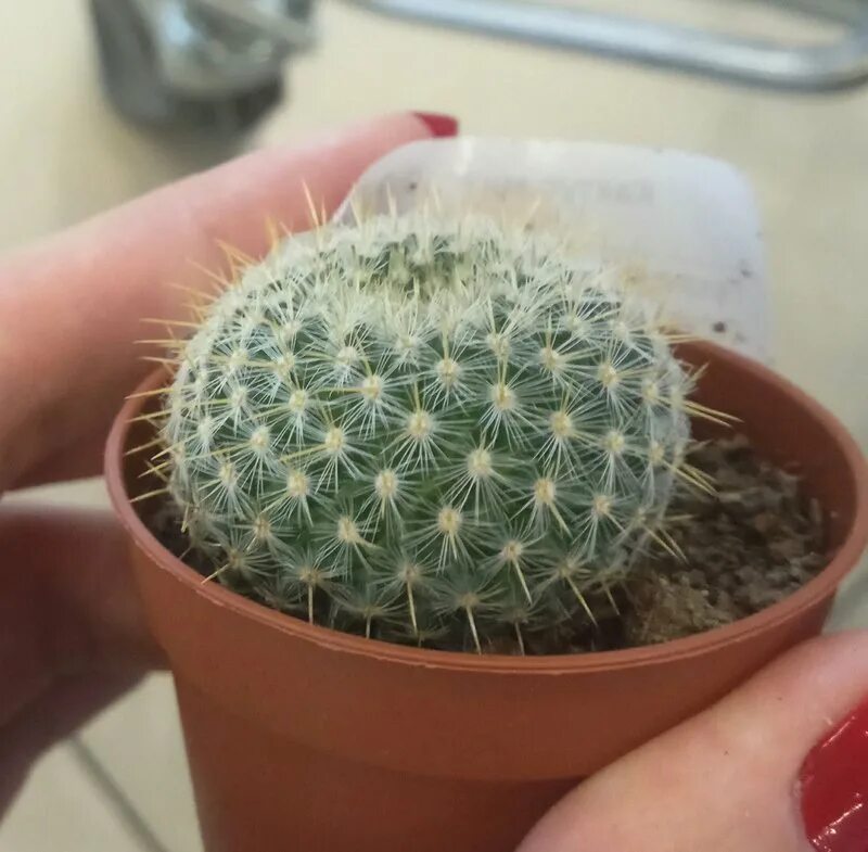 Как определить кактус. Как определить кактус. Кактус с сухоцветами. Как определить кактус. Определи название кактуса.