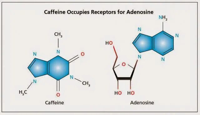 Кофеин биохимия. Механизм действия кофеина схема. Аденозин и кофеин. Механизм кофеина