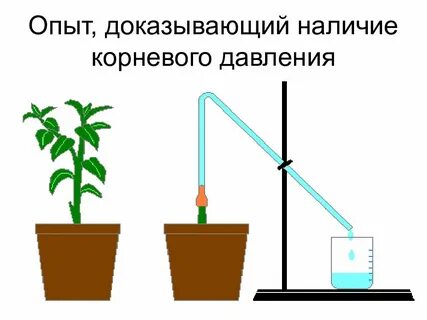 Что такое корневое давление 6 класс